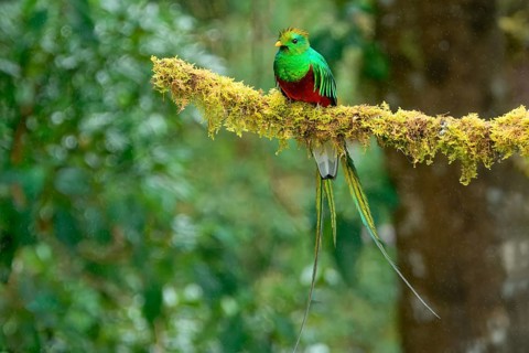 Male Resplendent quetzal (Pharomachrus mocinno) on branch, Costa Rica, Central America