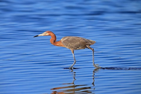 Reddish Egret (Egretta rufescens), adult, in water, foraging, hunting, alert, Merritt Island, Black