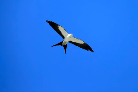 Swallow Harrier (Elanoides forficatus), adult, flying, Orlando, Florida, North America, USA, North