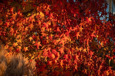 Autumn-coloured fan maple (Acer palmatum), Mecklenburg-Western Pomerania, Germany, Europe