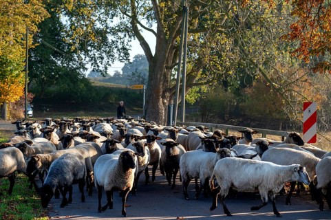 A herd of black-headed sheep (Ovis gmelini aries) on a road, Mecklenburg-Western Pomerania,