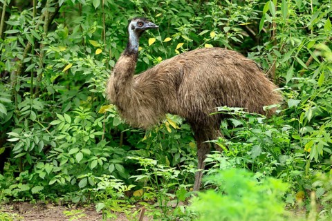 Emu (Dromaius novaehollandiae), adult foraging, Australia, Oceania