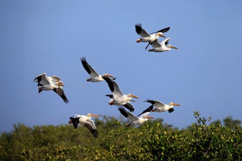 Rhinoceros pelican (Pelecanus erythrorhynchos), adult, group, flying, Merritt Island, Black Point