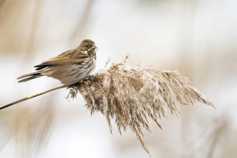 A reed bunting (Emberiza schoeniclus), female, sitting peacefully on a reed stalk under a cloudy