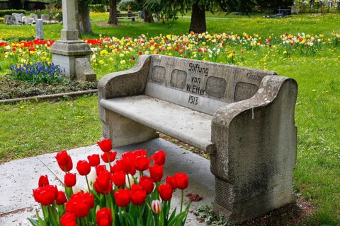 Gönningen tulip blossom, historic Gönningen cemetery, stone bench with inscription, donated by W.