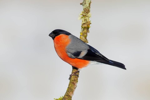Bullfinch (Pyrrhula pyrrhula), Gimbel, male sitting on branch, light background, wildlife, winter,