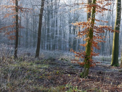View of a beech tree in the forest with hoarfrost frozen vegetation in backlight, landscape photo,