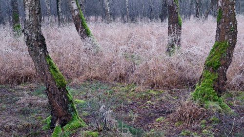 View of frozen grasses and birch trees covered with moss in the forest, landscape photo, nature