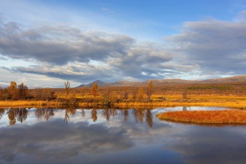 Birch trees reflected in water of pond in the Fokstumyra Nature Reserve in autumn, fall,