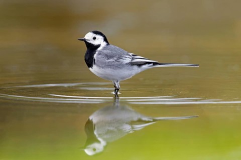 White wagtail (Motacilla alba alba) adult male foraging for aquatic insects, reflection in shallow