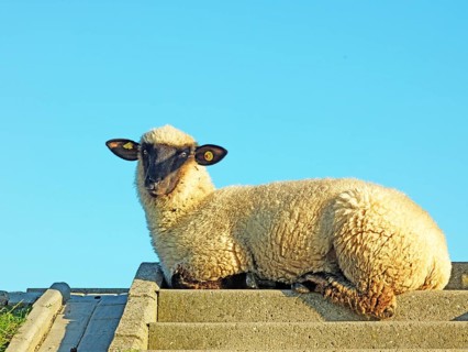 Dike sheep, concrete stairs, Pilsum, Krummhörn, East Frisia, Lower Saxony, Germany, Europe