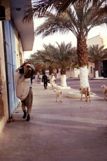 Goats walking along a road, Ghardaia, M?zab Oasis, Tunisia, North Africa 1973, Africa