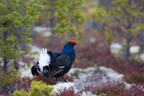 Scandinavia, Sweden, black grouse in summer (Tetrao tetrix), cock, Vesterberget, Hamra, Sweden,