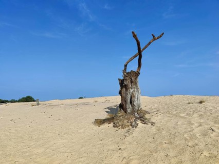 Dead tree in the De Pollen dune landscape, De Hoge Veluwe National Park, Otterlo, province of
