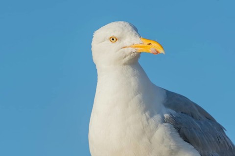 Portrait of a herring gull (Larus argentatus) in the cliffs of the Atlantic Ocean. Camaret, Crozon,