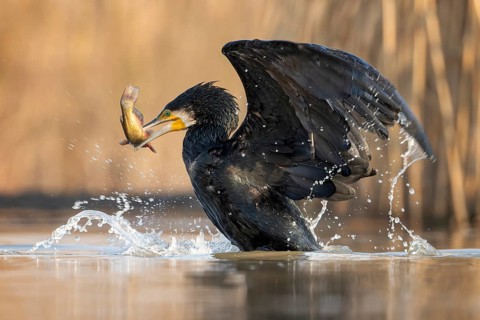 Great cormorant (Phalacrocorax carbo) with catfish as prey, hunting, fishing, preying, sunrise,
