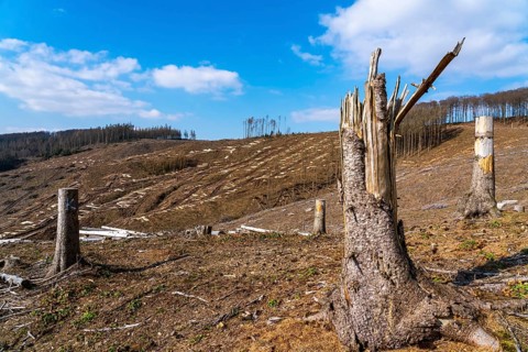 Cleared forest area north of the village of Öventrop, district of Arnsberg, dead spruce stands were