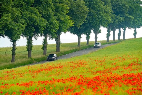 Country road near Warstein, row of trees, cornfield with blooming poppies, Sauerland, North