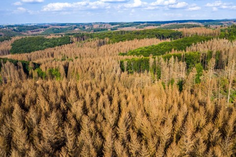 Forest dieback in the Arnsberg Forest nature park Park, over 70 per cent of the spruce trees are
