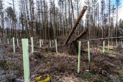 Reforestation in the Arnsberg Forest near Warstein-Sichtigvor, Soest district, young trees in