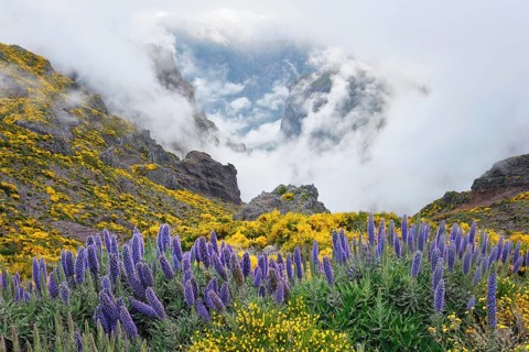 View from Pico do Arieiro of mountains in clouds with Pride of Madeira flowers and blooming Cytisus