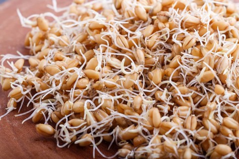 Heap of germinated wheat on brown wooden board, close up, side view