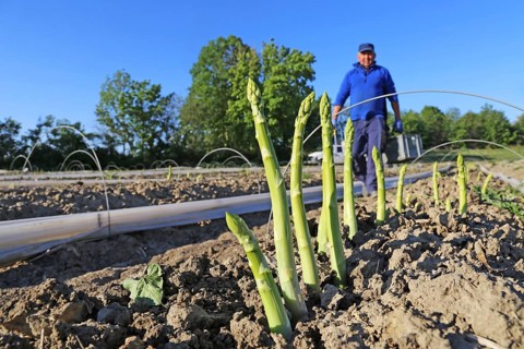 Agriculture asparagus harvest: Workers harvesting green asparagus in an asparagus field in