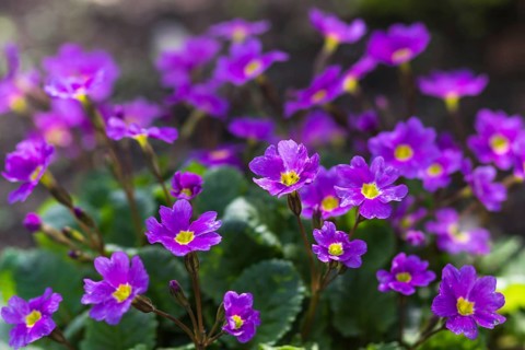 Primrose blooming in the botanical garden in spring