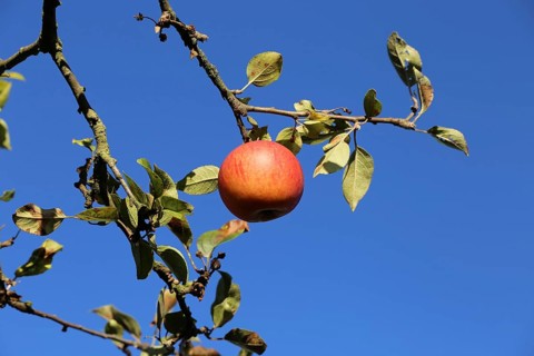 Ripe apple (or apples) on a tree in a meadow orchard in autumn