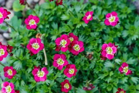 Purple saxifrage flower with green ornamental leaves. Closeup