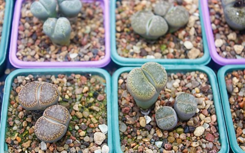 Small succulent plants background. greenhouse, top view, floral texture