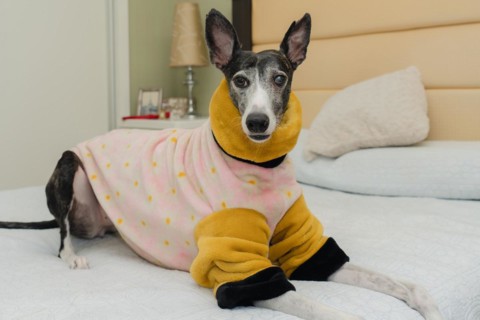 Rescued greyhound dog, pampered with warm clothing, lying on his owner's bed