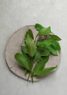 Fresh, bay leaf branch, on a gray background, top view, no people