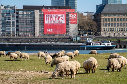 A construction company has hung a large poster on a building facade on the Rhine promenade,
