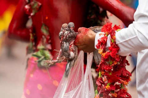 GUWAHATI, INDIA, AUGUST 19: A priest holds a pair of sacrificial pigeons as he dance in the beat of