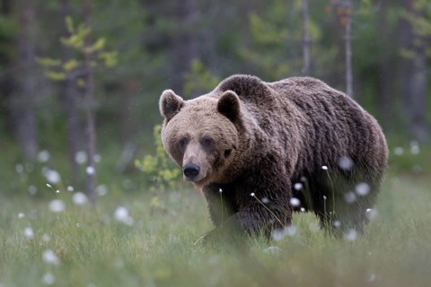 Brown bear (Ursus arctos) in the Finnish taiga, Kuusamo, Finland, Europe