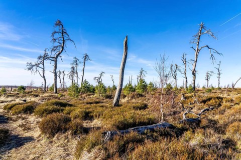 Noir Flohay ghost forest, remnants of a forest fire from 2011 in the High Fens, high moor, in the