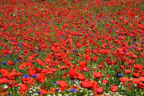 Europe, Germany, Mecklenburg-Western Pomerania, Poppy field near Göhren-Lebbin, Göhren-Lebbin,