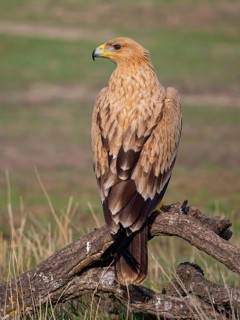 Spanish imperial eagle (Aquila adalberti), El Millaron Imperial Eagle Hid, Salorino, Extremadura
