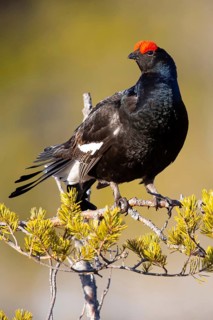 Black grouse (Tetrao tetrix) male, pheasant-like, Sweden, Scandinavia, Europe