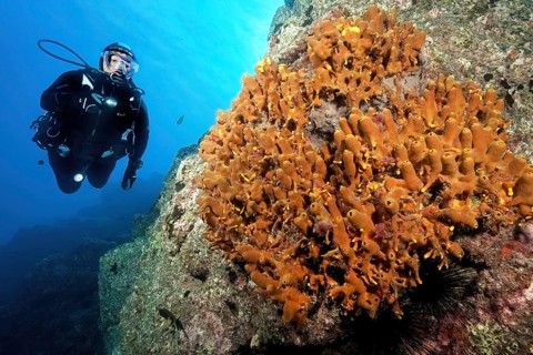 Diver Diver looking at illuminated golden sponge (Aplysina aerophoba) growing tube sponge Tube