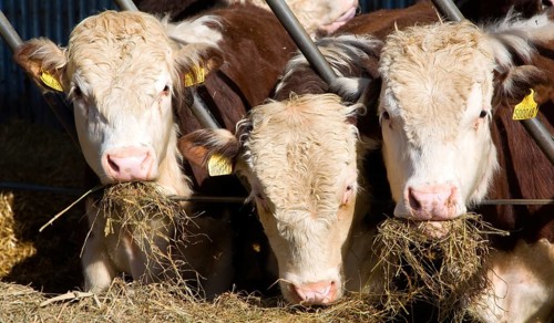Pedigree Hereford cattle eating hay, Boyton, Suffolk, England, United Kingdom, Europe