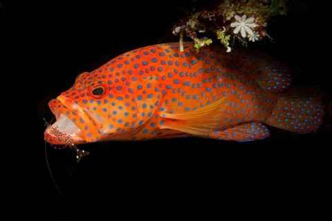 Vermillion seabass (Cephalopholis miniata) Jewelled grouper floats in dark underwater cave opens