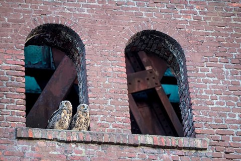 Eurasian eagle-owl (Bubo bubo), fledglings, in an old window of the Malakow tower, industrial
