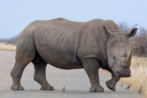 Southern white rhinoceros (Ceratotherium simum simum) surrounded by birds, adult male crossing the