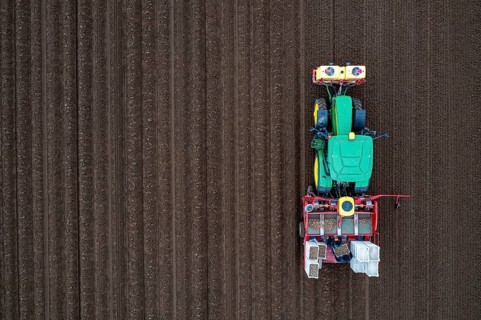 Early potatoes are placed in the soil of the field with a planting machine, Agriculture, Spring
