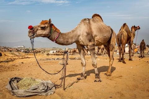 Camels at Pushkar Mela (Pushkar Camel Fair) . Pushkar, Rajasthan, India, Asia
