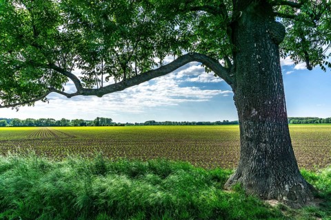 Urdenbachen Kämpe nature reserve, Lower Rhine cultural landscape with pollarded willows, fruit