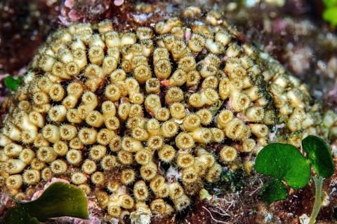 Grass coral (Cladocora caespitosa) stony coral hard coral reef-building coral lives in western