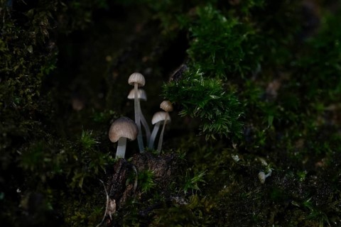 Fungi measuring just a few millimetres grow on a tree trunk covered with moss, macro photograph,